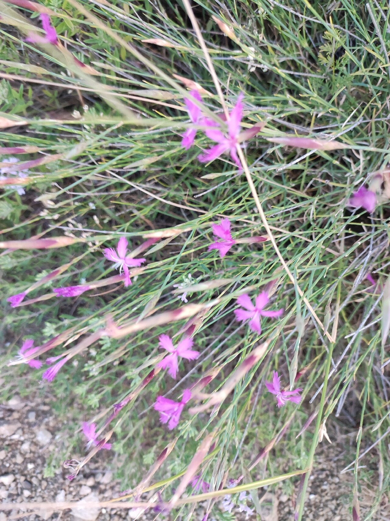 Dianthus orientalis: Dianthus orientalis — Field observation from Tbilisi, GE-TB-TB, GE, Georgia. Collected by Dmitry Ivanov (2026-07-13). Recorded in GBIF occurrence 6452427828 .