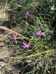 Dianthus orientalis (Dianthus orientalis)