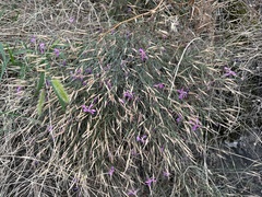 Dianthus orientalis (Dianthus orientalis)