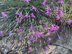 Dianthus orientalis (Dianthus orientalis)