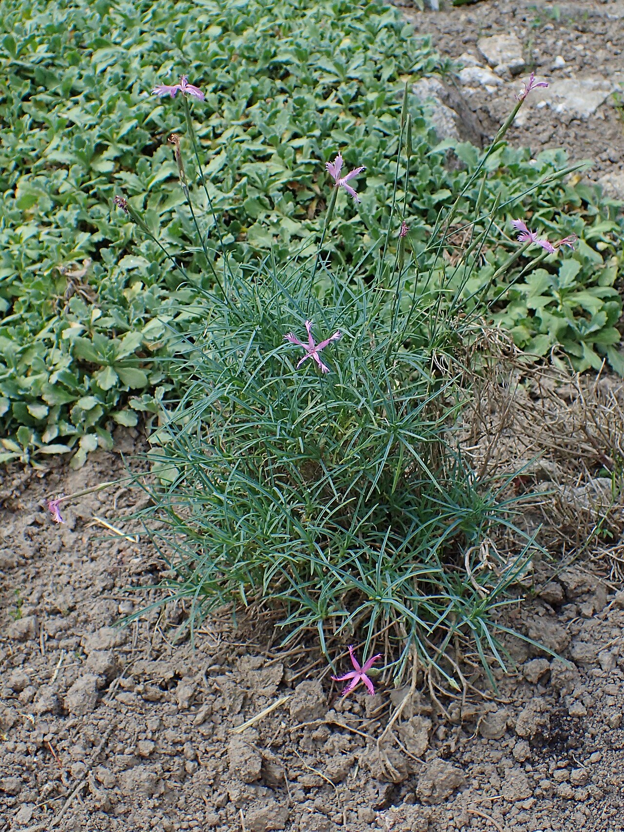Dianthus orientalis: Dianthus orientalis in the UMCS Botanical Garden in Lublin
