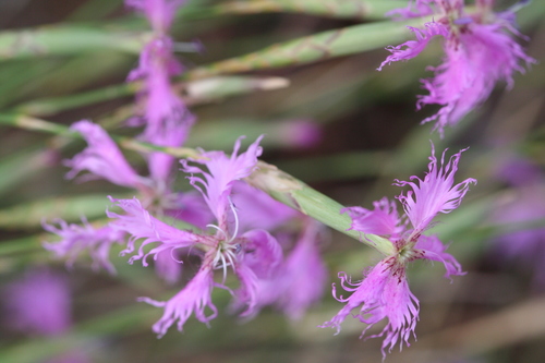 Dianthus orientalis (Dianthus orientalis)