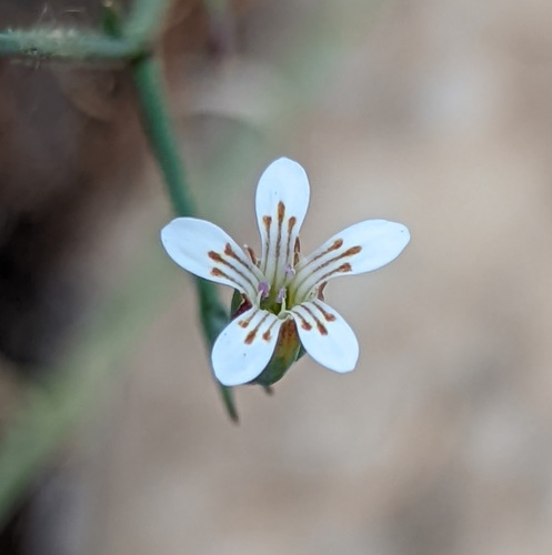 Dianthus pachygonus (Dianthus pachygonus)