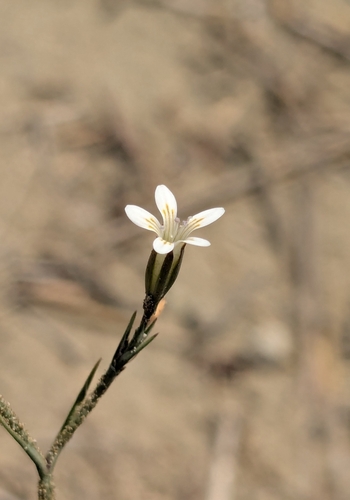Dianthus pachygonus (Dianthus pachygonus)