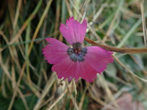 Dianthus pavonius (Dianthus pavonius)