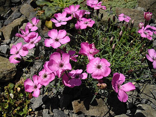 Dianthus pavonius: Dianthuus neglectus