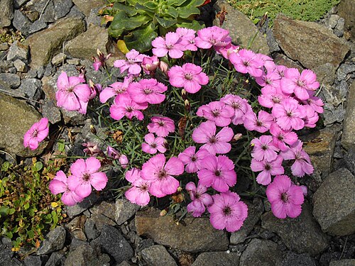 Dianthus pavonius: Dianthus pavonius