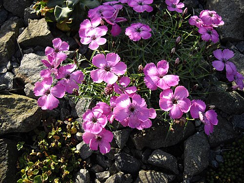 Dianthus pavonius: Dianthus pavonius