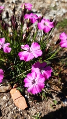 Dianthus pavonius (Dianthus pavonius)
