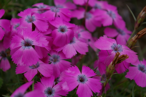 Dianthus pavonius (Dianthus pavonius)