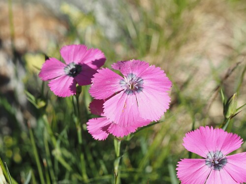 Dianthus pavonius (Dianthus pavonius)