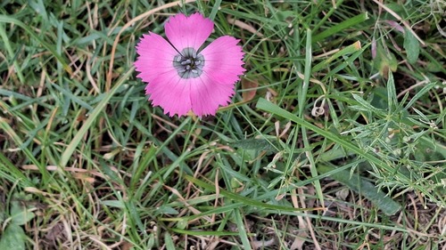 Dianthus pavonius (Dianthus pavonius)