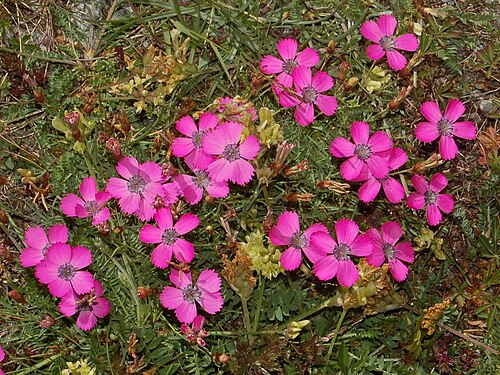 Dianthus pavonius: Dianthus pavonius - Piani di Praglia, Genova, Italy