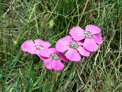 Dianthus pavonius (Dianthus pavonius)