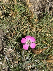 Dianthus pavonius (Dianthus pavonius)