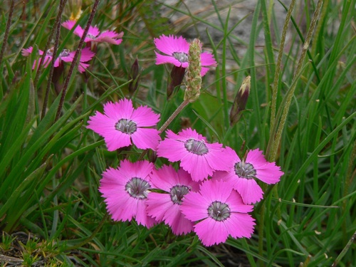 Dianthus pavonius (Dianthus pavonius)