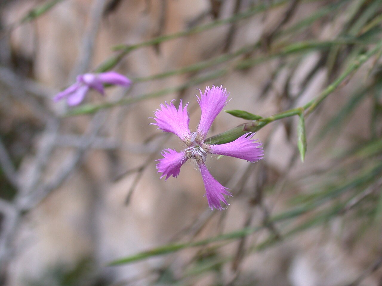 Dianthus pendulus: Dianthus pendulus Boiss. & Blanche (ציפורן משתלשל), Mount Carmel, Israel, September 2006.