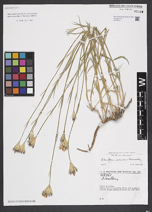 Dianthus persicus: Dianthus persicus — Herbarium specimen from Persia, W, Luristan, Oshtoran Kuh, Saravand, 20 km SE Dow Rud; 2000-2200 m, Iran. Collected by Rechinger,K.H. Iter i