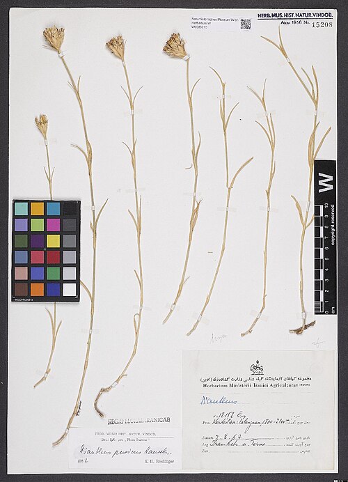 Dianthus persicus: Dianthus persicus — Herbarium specimen from Kordestan, Palangan [= Palangan, Prov. Kordestān]; 1800-2100 m., Iran. Collected by Iranshahr,M. & Termé,F. 12152 E 