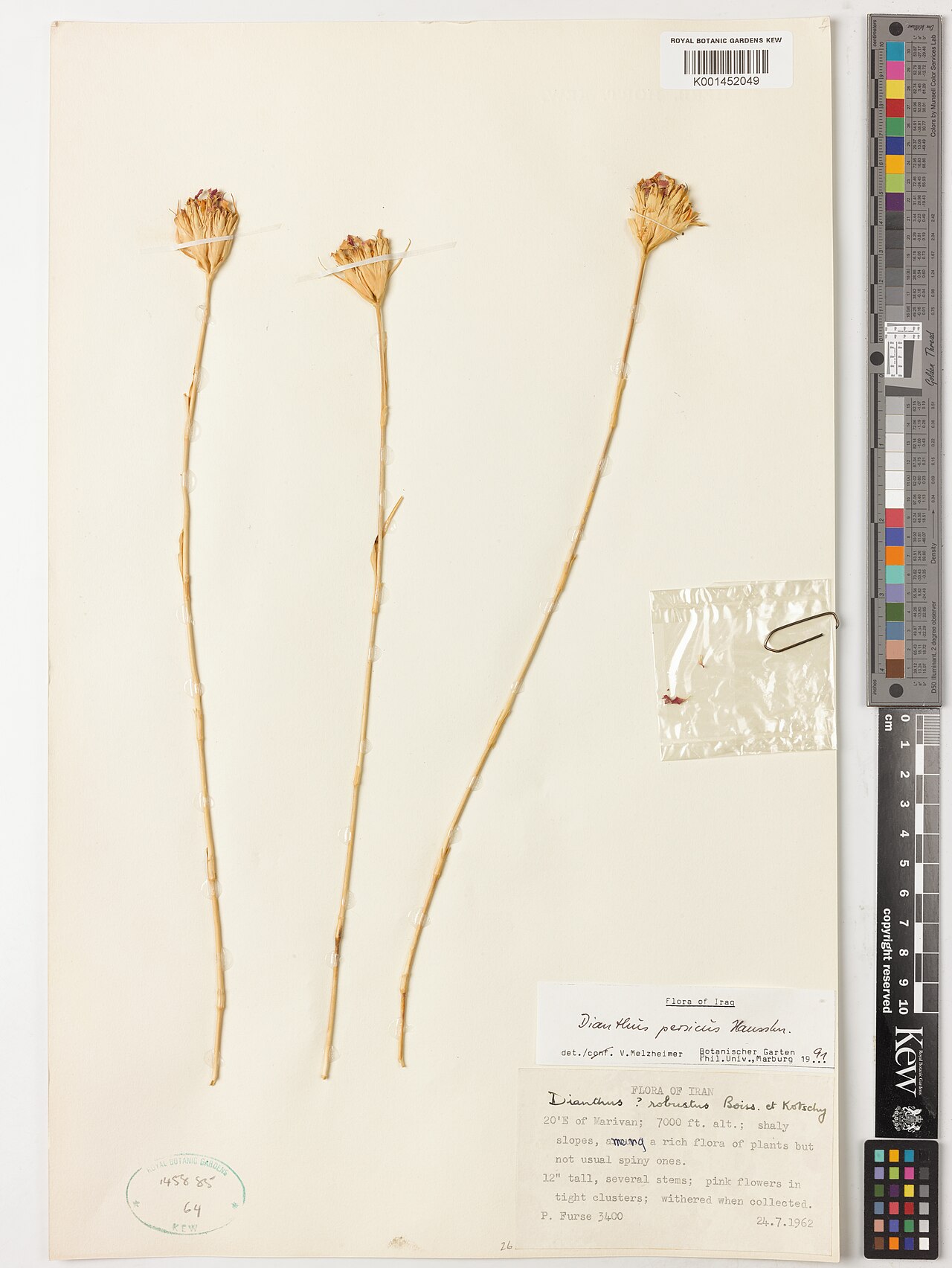 Dianthus persicus: Dianthus persicus — Herbarium specimen from 20'E of Marivan, Iran. Habitat: shaly slopes, among a rich flora of plants but not usual spiny ones.. Collected by F