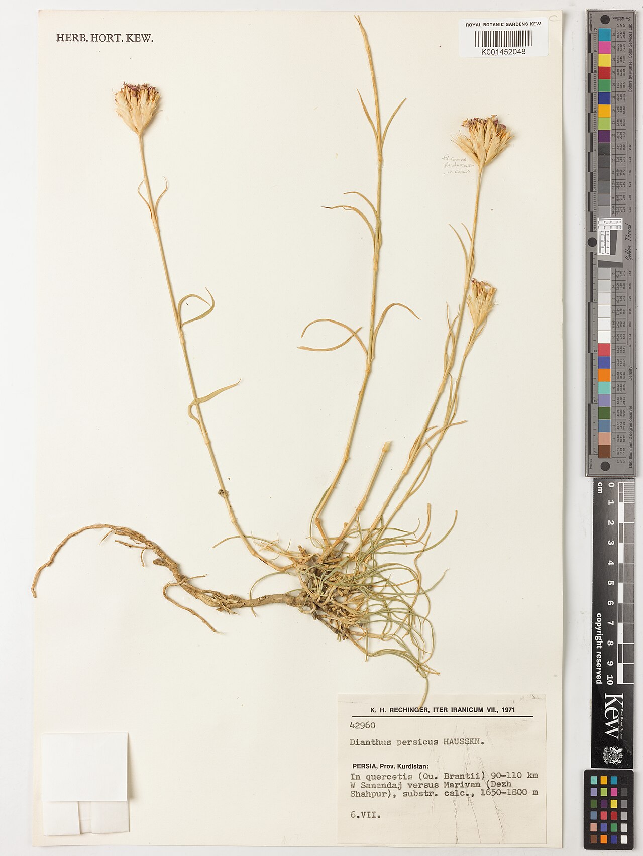 Dianthus persicus: Dianthus persicus — Herbarium specimen from Persia, Prov. Kurdistan, 90-110 km W Sanandaj versus Marivan (Dezh Shahpur); ;, Iran. Habitat: In quercetis (Qu. Bra