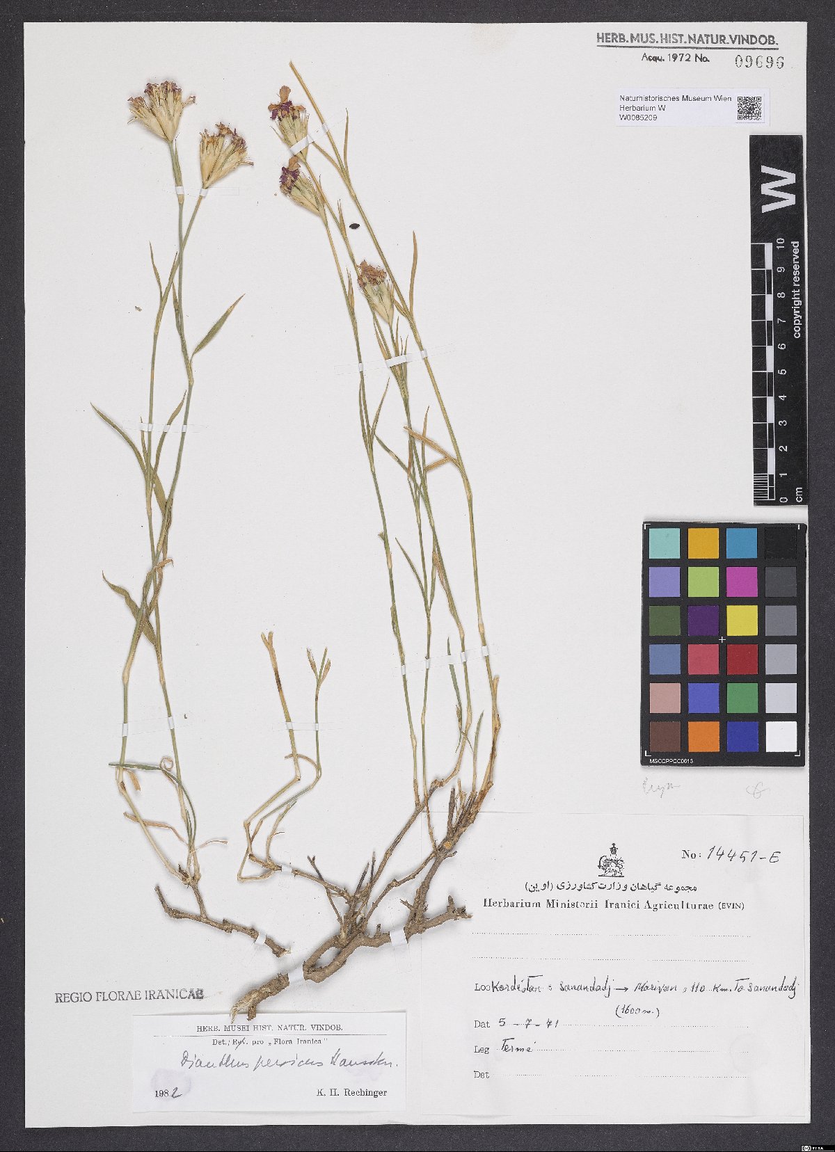 Dianthus persicus: Dianthus persicus — Herbarium specimen from Kordéstan, Sanandadj -> Marivan, c. 110 km to Sanandadj (1600 m), Iran. Collected by Termeh,F. 14451-E (1971-07-05).