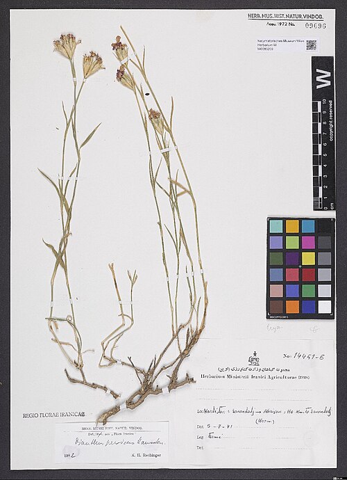 Dianthus persicus: Dianthus persicus — Herbarium specimen from Kordéstan, Sanandadj -> Marivan, c. 110 km to Sanandadj (1600 m), Iran. Collected by Termeh,F. 14451-E (1971-07-05).