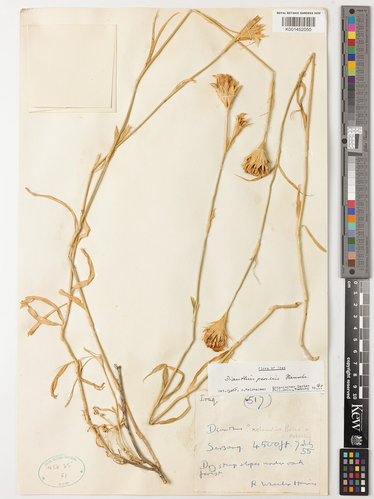 Dianthus persicus: Dianthus persicus — Herbarium specimen from Sersang, Iraq. Habitat: dry steep slopes under oak forest. Collected by Wheeler Haines, R. (1955-07-07). Recorded in
