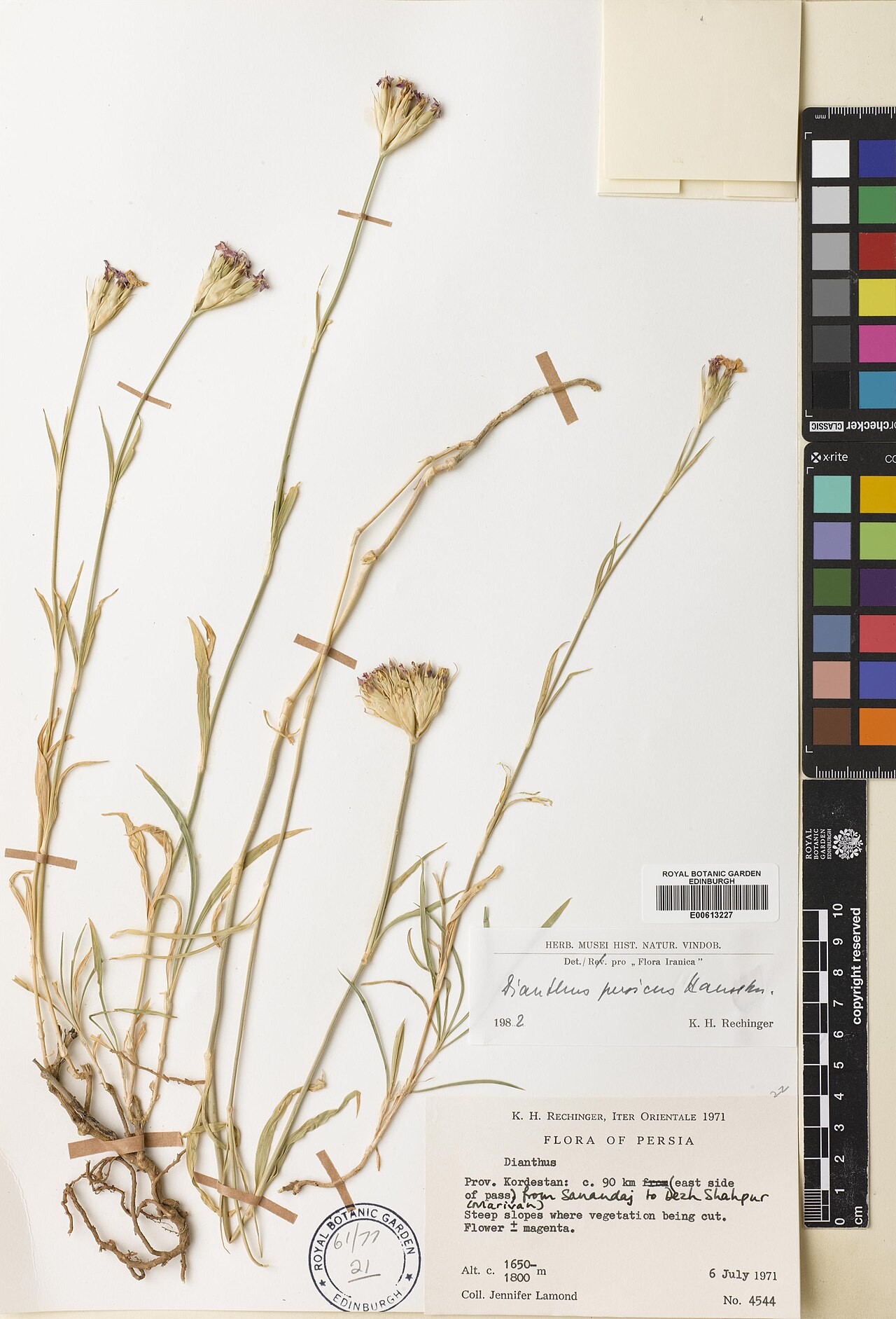Dianthus persicus: Dianthus persicus — Herbarium specimen from Prov. Kordestan, c. 90km (east side of pass) from Sanandaj to Dezh Shahpur (marivan), Iran. Habitat: steep slopes wh