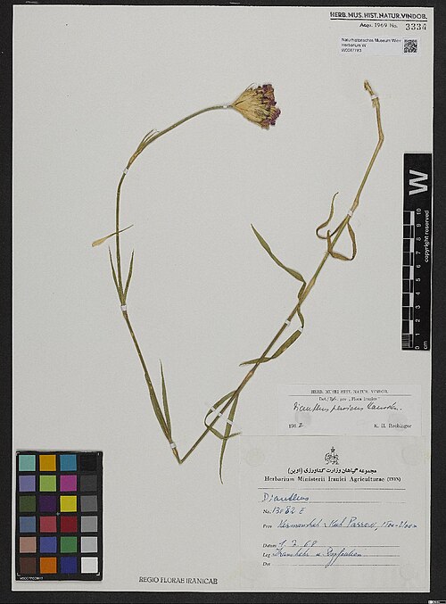 Dianthus persicus: Dianthus persicus — Herbarium specimen from Kermanshah [Kermānschāh], Kuh Parrow, 1100–2100 m., Iran. Collected by Iranshahr & Dezfoulian 13082 E (1968-07-01). 