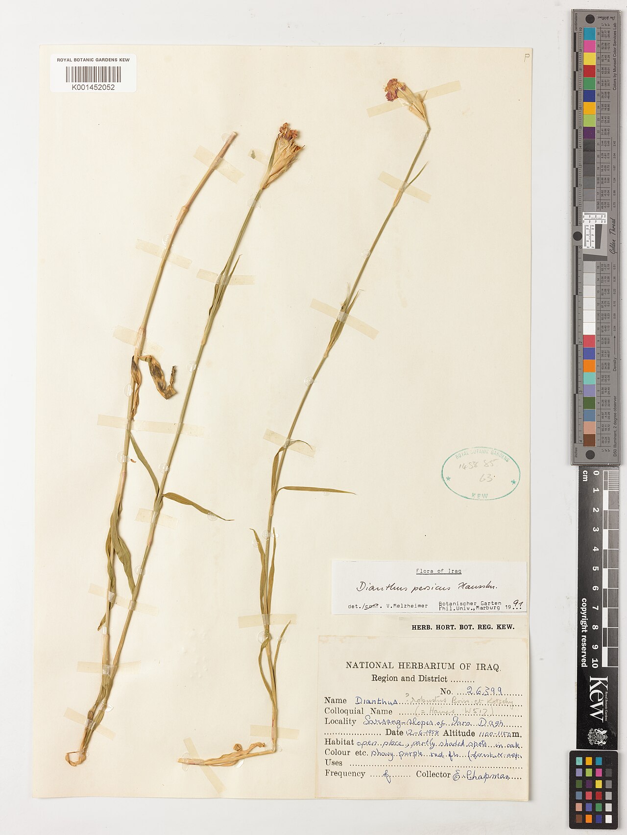 Dianthus persicus: Dianthus persicus — Herbarium specimen from Sarsang slopes of Gara Dagh;, Iraq. Habitat: open place, partly shaded spots in oak forest, N. asp; frequency: f.. C