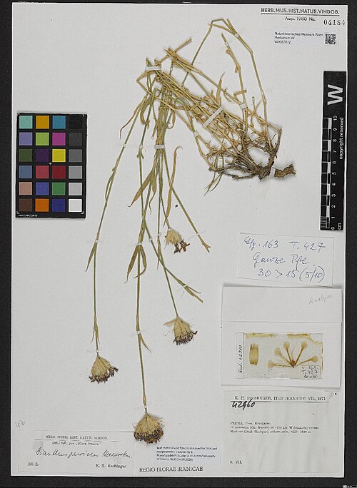 Dianthus persicus: Dianthus persicus — Herbarium specimen from Persia, Prov. Kurdistan, In quercetis (Qu. Brantii) 90-110 km W Sanandaj versus Marivan (Dezh Shahpur); 1650-1800 m,