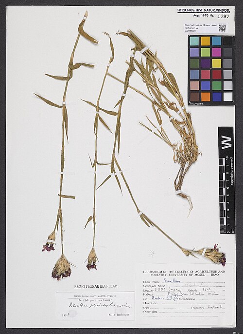 Dianthus persicus: Dianthus persicus — Herbarium specimen from Sarsang [= Sarsing, Sersing, Sapna valley, Amadiya Distr., Dohuk Governorate, Reg. Kurdistan, Iraq]. 1500 m. N slope