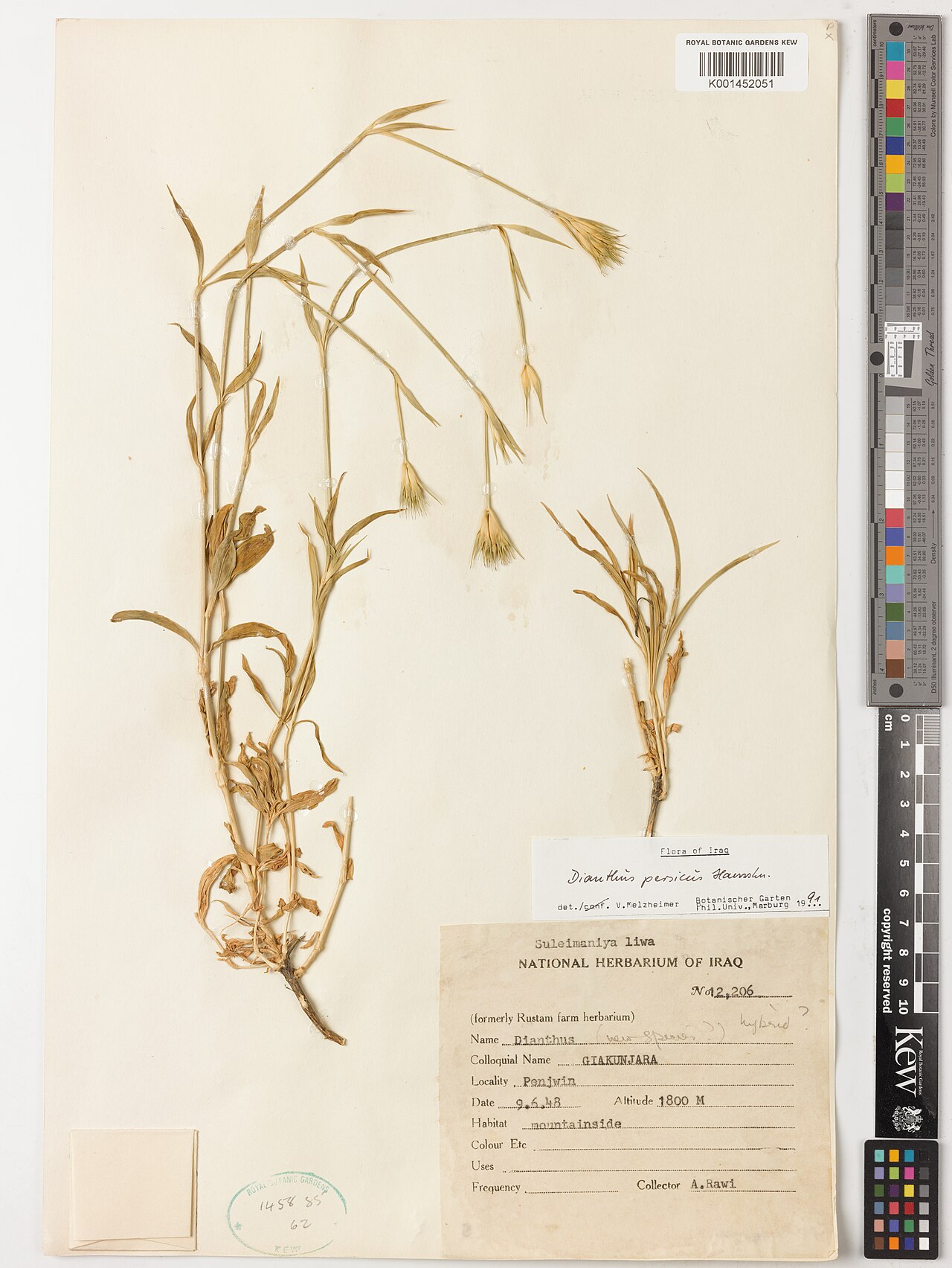 Dianthus persicus: Dianthus persicus — Herbarium specimen from Suleimaniya liwa; Penjwin, Iraq. Habitat: mountainside. Collected by Rawi, A. (1948-06-09). Recorded in GBIF occurre