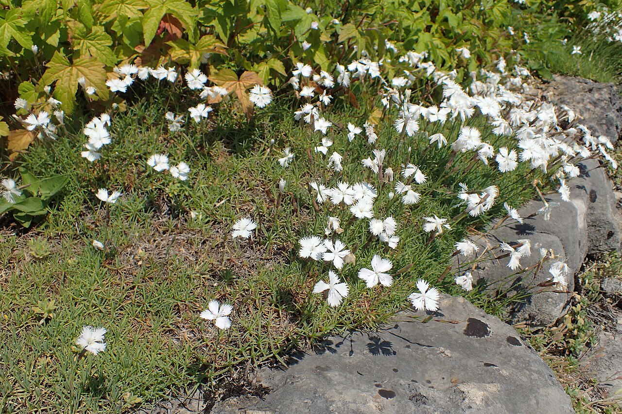 Dianthus petraeus: Dianthus petraeus in Neuer Botanischer Garten der Universität Göttingen