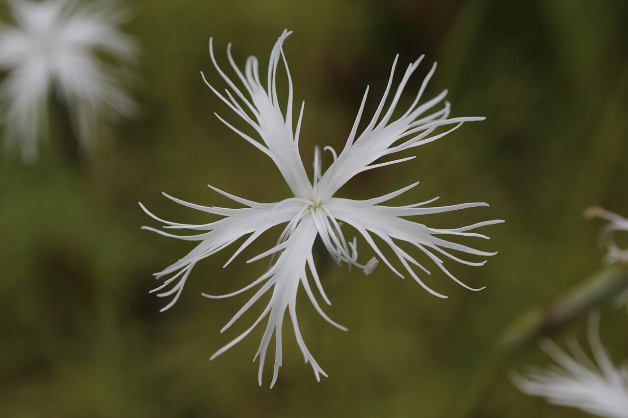 Dianthus petraeus: Dianthus petraeus