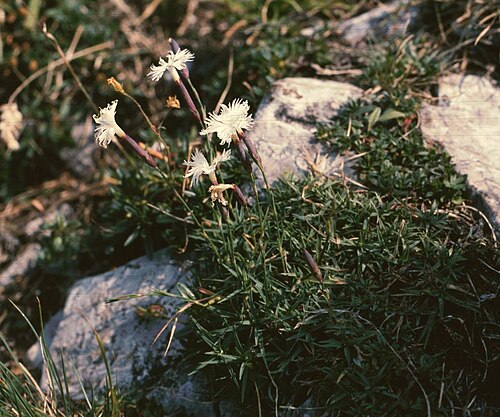 Dianthus petraeus: Dianthus petraeus