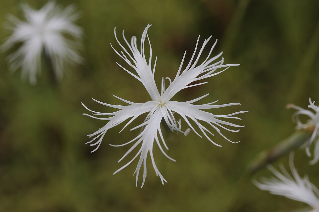 Dianthus petraeus: Dianthus petraeus