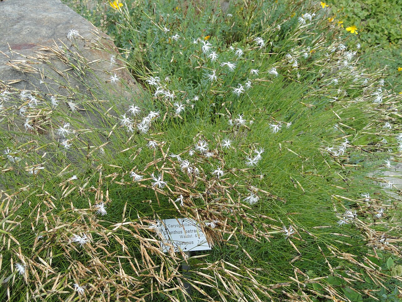 Dianthus petraeus: Botanical specimen in the Botanischer Garten, Frankfurt am Main, located at Siesmayerstraße 72, Frankfurt am Main, Germany.