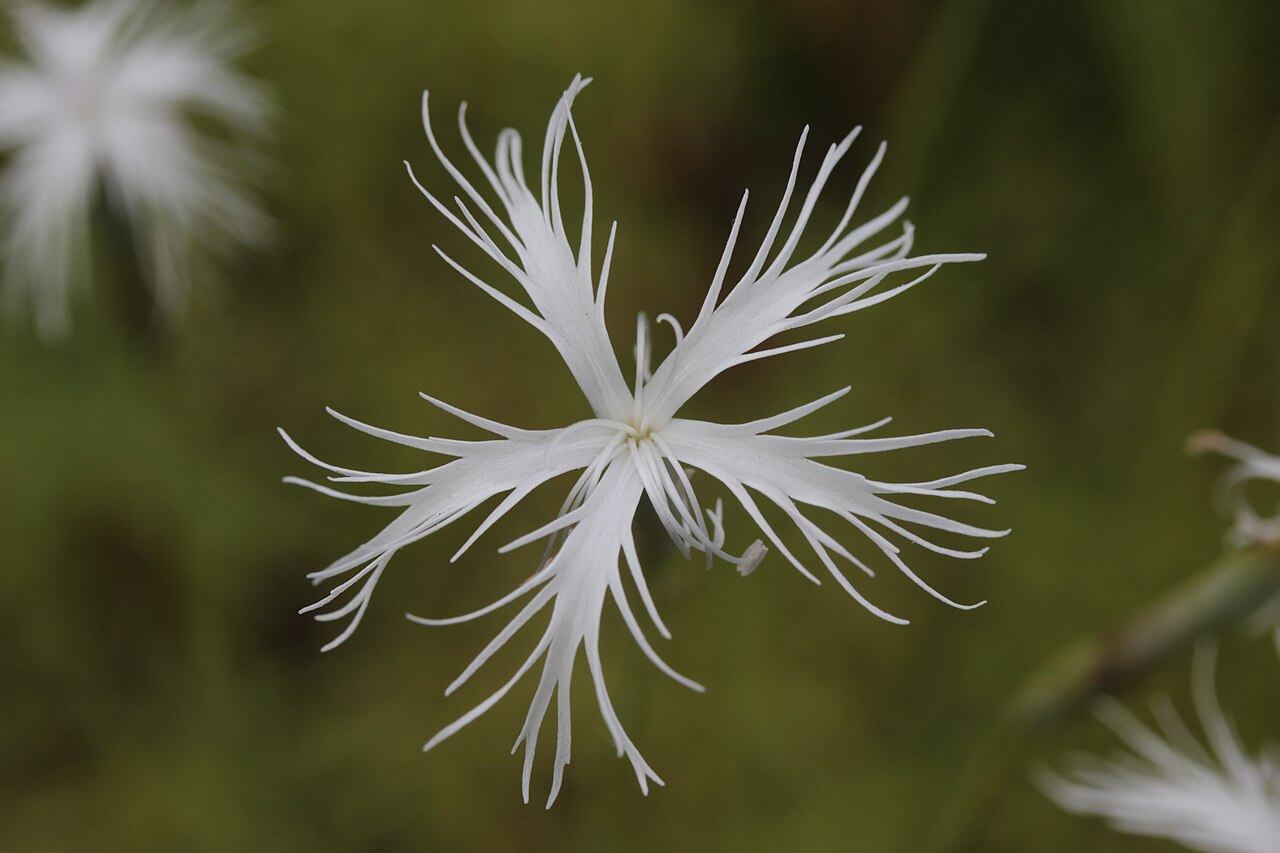 Dianthus petraeus: Dianthus petraeus