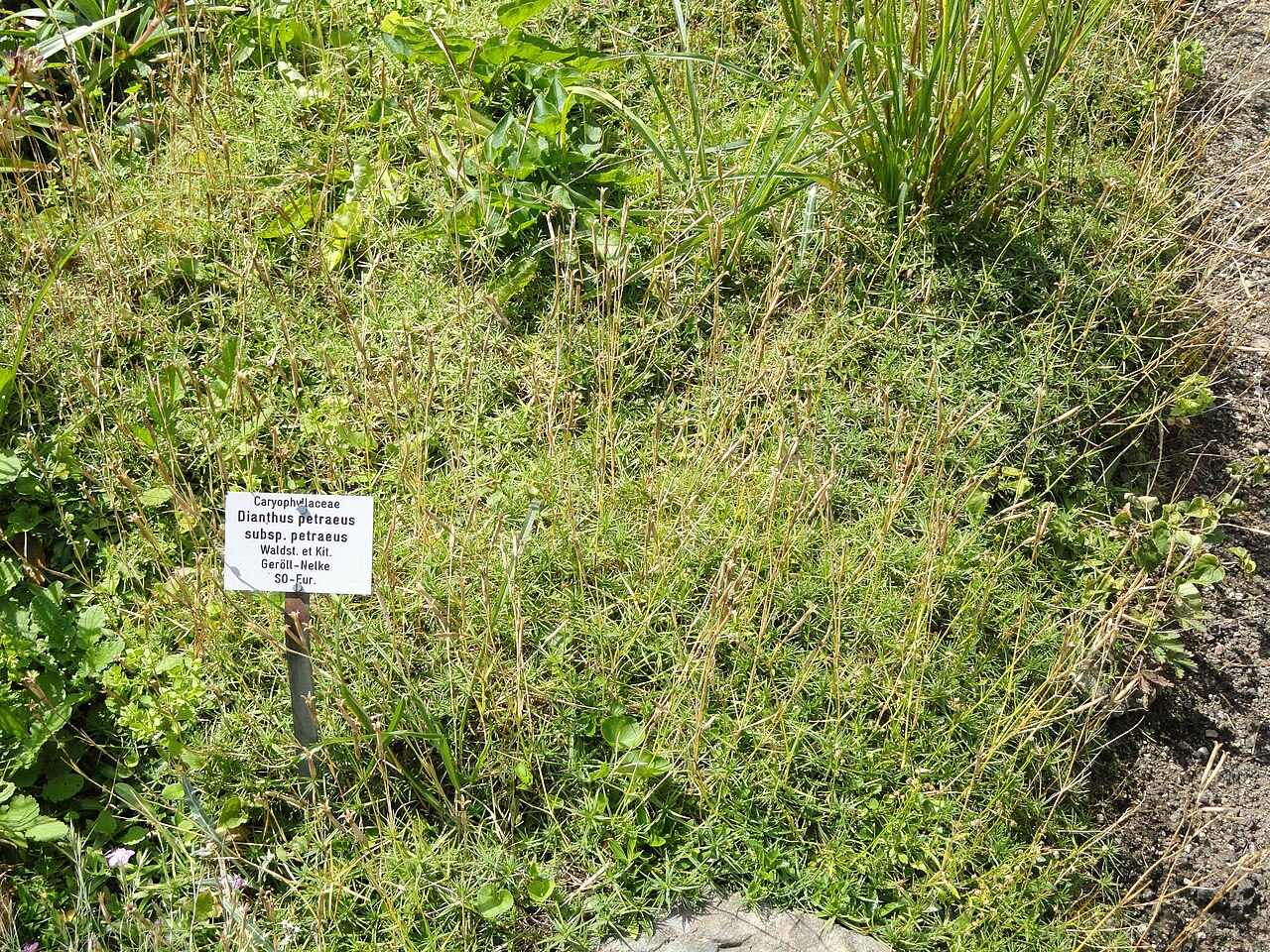 Dianthus petraeus: Botanical specimen in the Botanischer Garten, Frankfurt am Main, located at Siesmayerstraße 72, Frankfurt am Main, Germany.