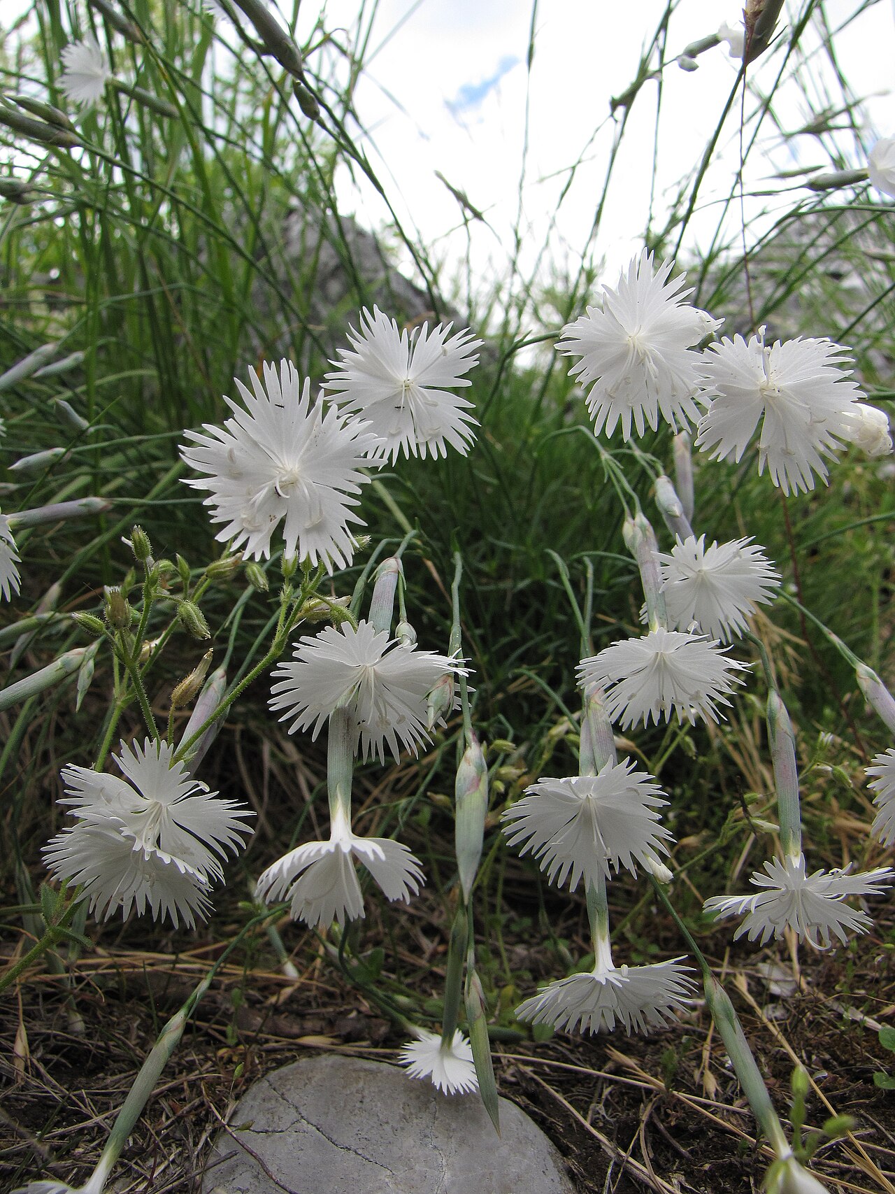 Dianthus petraeus: Dianthus petraeus