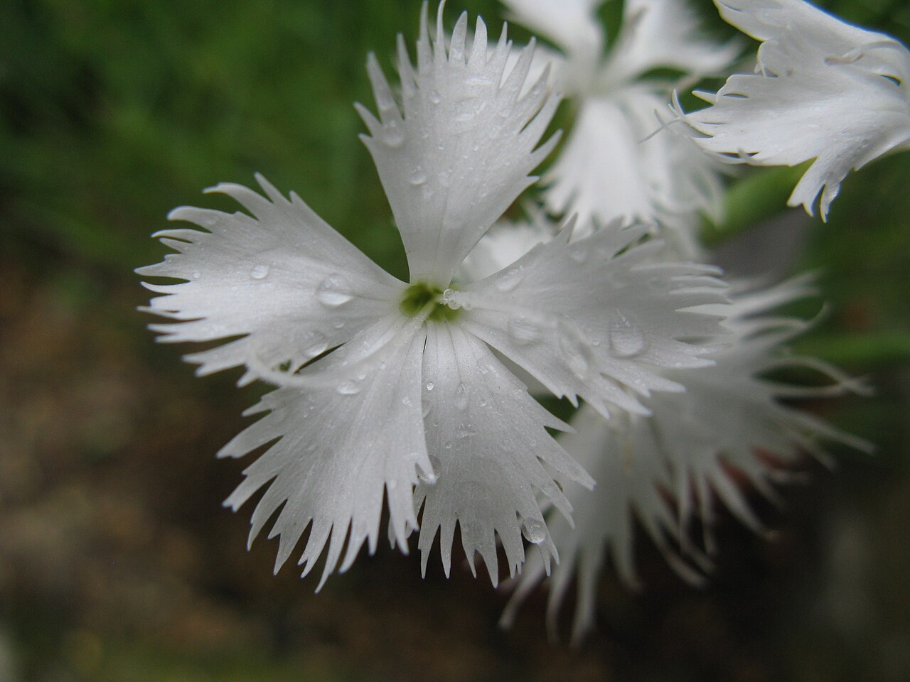 Dianthus petraeus: Scientific name Dianthus strictus var. bebius Place:Osaka Prefectural Flower Garden,Osaka,Japan