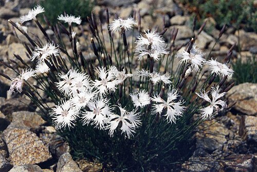 Dianthus petraeus: Dianthus petraeus