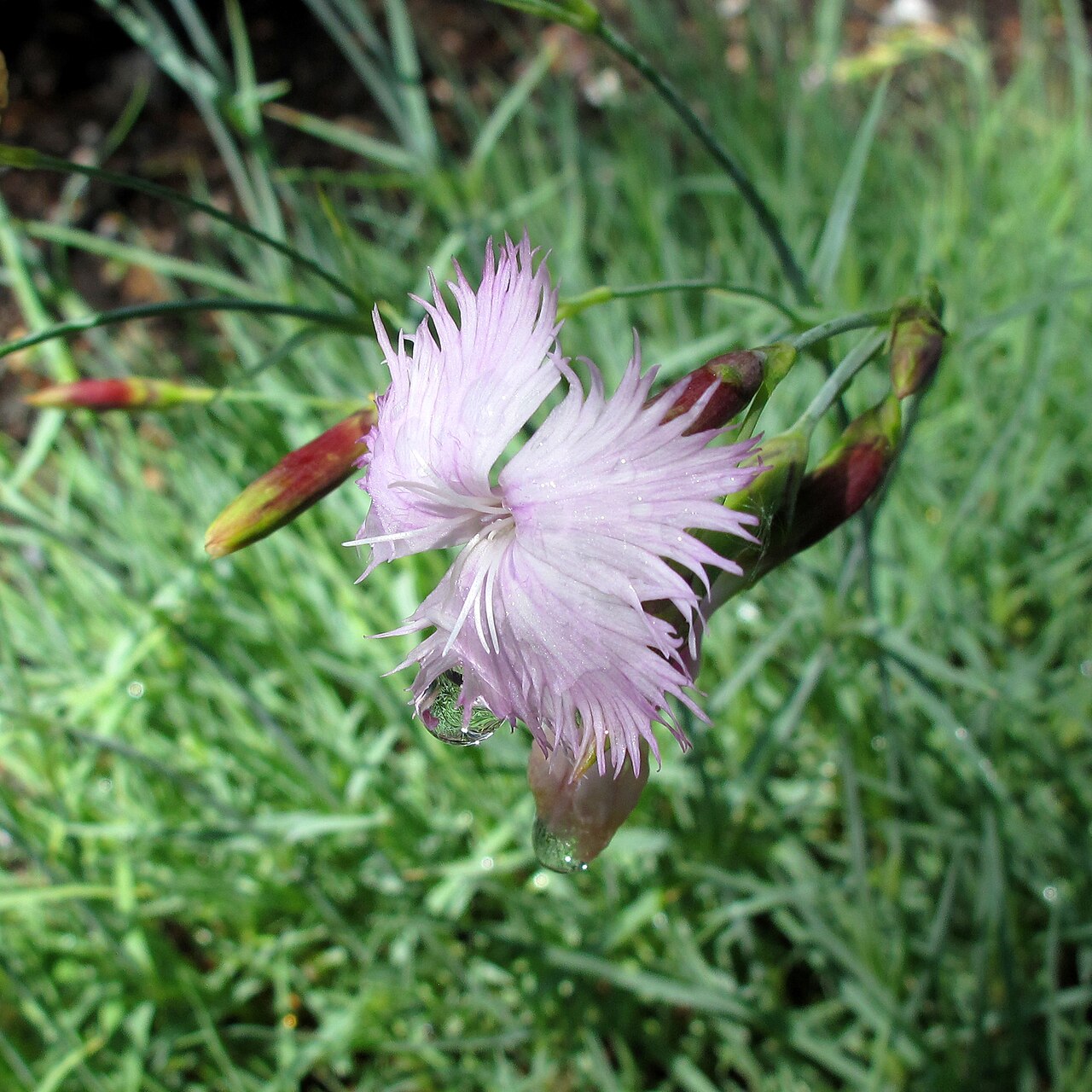 Dianthus petraeus: Dianthus petraeus