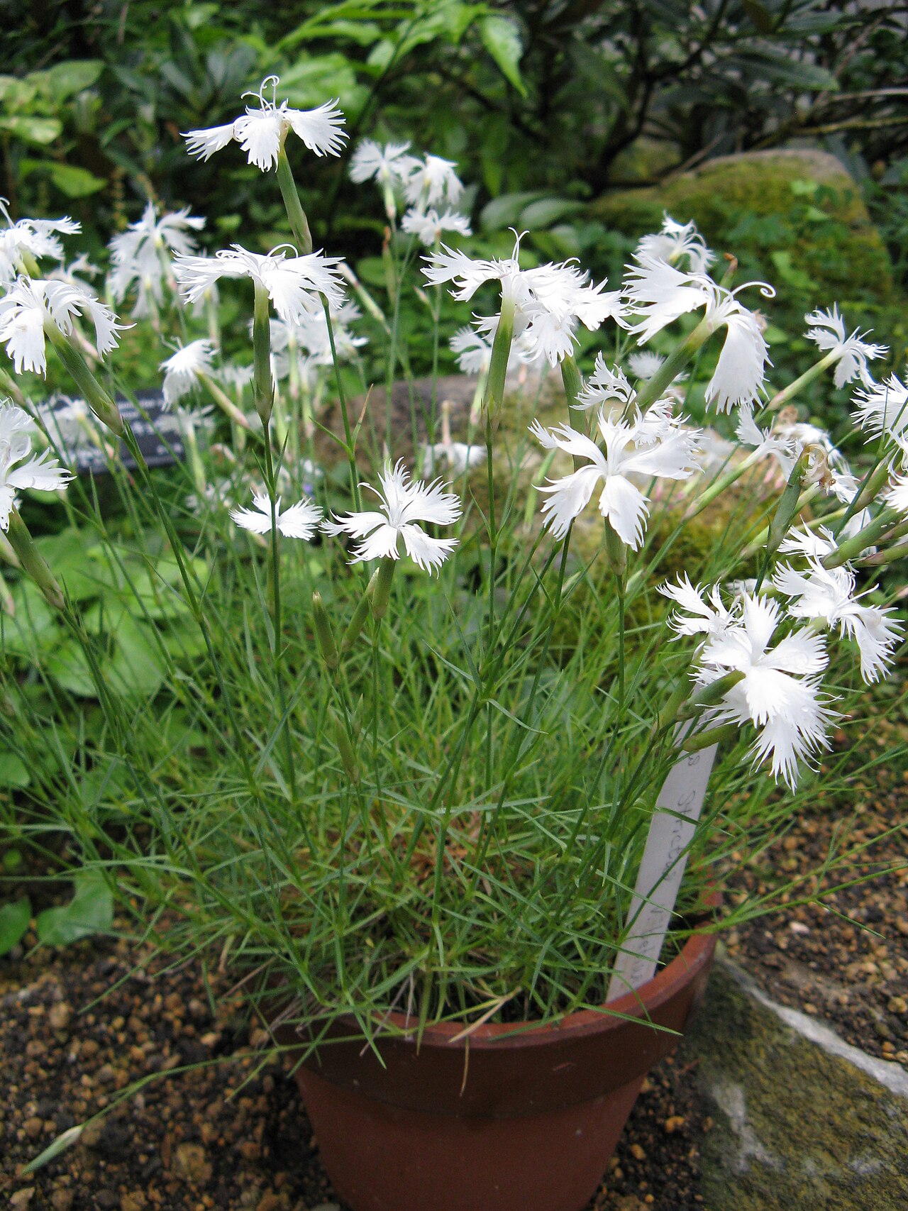 Dianthus petraeus: Scientific name Dianthus strictus var. bebius Place:Osaka Prefectural Flower Garden,Osaka,Japan