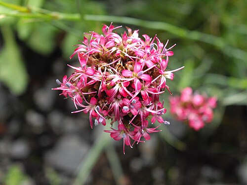 Dianthus pinifolius: Dianthus pinifolius