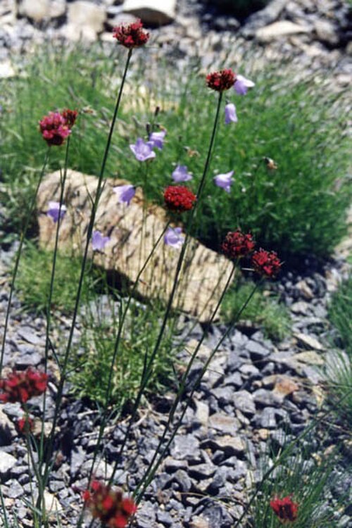 Dianthus pinifolius: Dianthus pinifolius