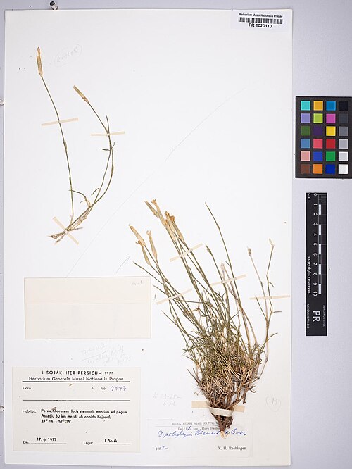 Dianthus polylepis: Dianthus polylepis — Herbarium specimen from Persia, Khorasan, locis stepposis montium ad pagum Assadli, 30 km merid. ab oppido Bojnurd, 37°14' - 57°15', Iran.