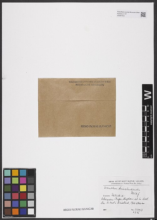 Dianthus polylepis: Dianthus polylepis — Herbarium specimen from Persia, E, Khorasan, prope Mughan et in decl. bor. M. Kuh - Binalud; 1900-2300 m., Iran. Collected by Schmid,F. (19